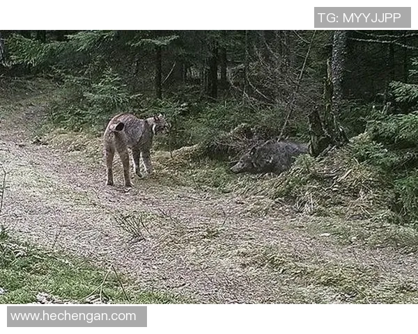 图兵工厂与狼的较量探秘：科技与野性的对决之路
