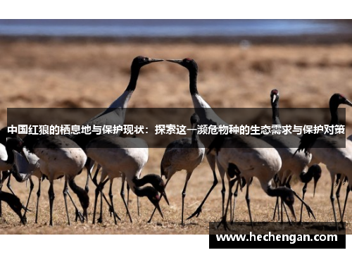 中国红狼的栖息地与保护现状：探索这一濒危物种的生态需求与保护对策